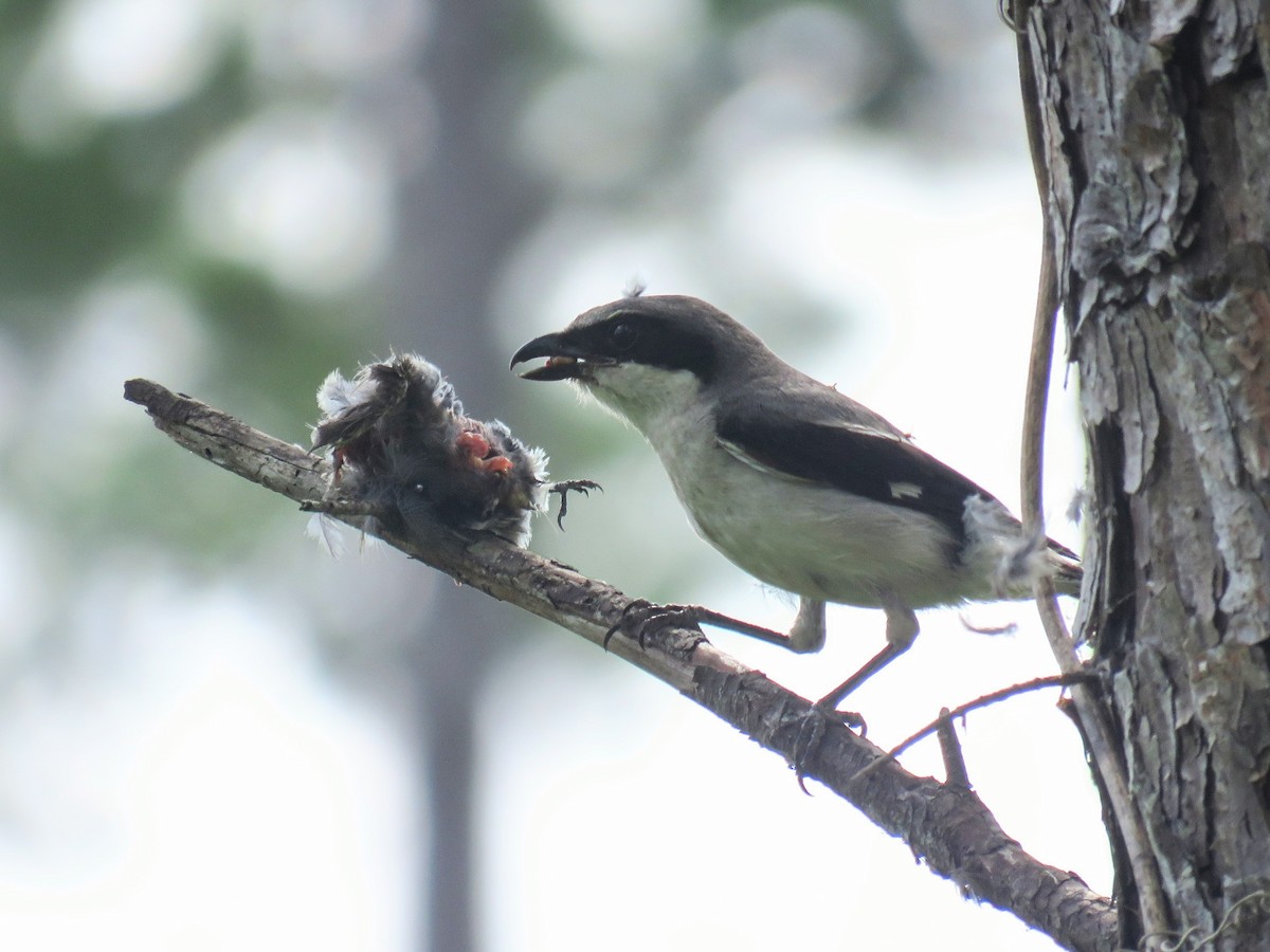 Loggerhead Shrike - ML620617590