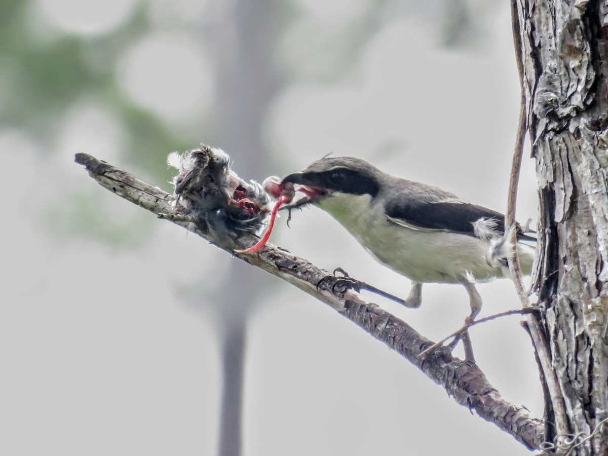 Loggerhead Shrike - ML620617591