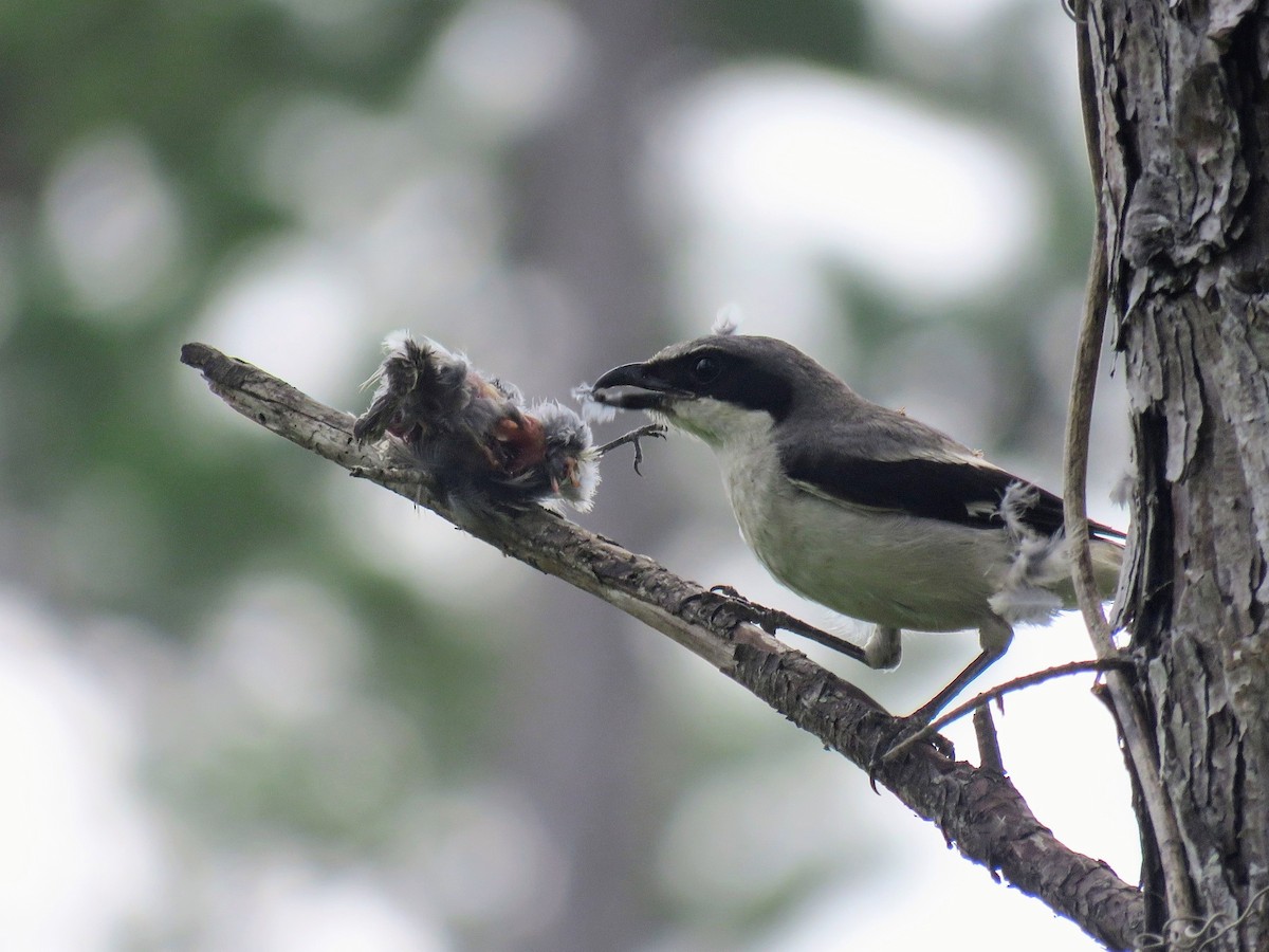 Loggerhead Shrike - ML620617592