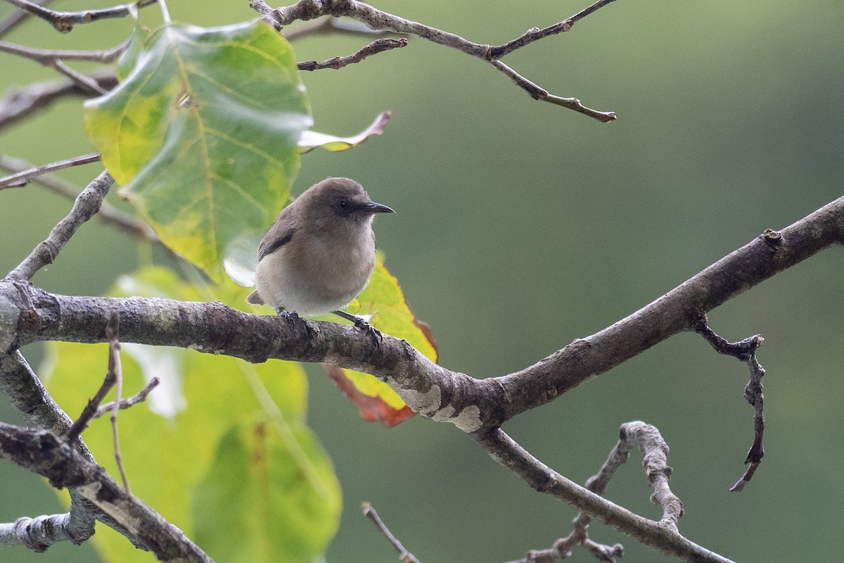 Dusky White-eye - ML620617594