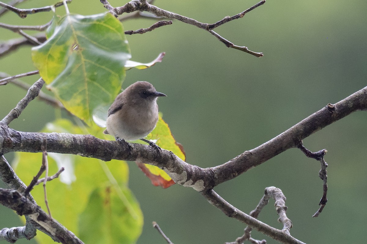 Dusky White-eye - ML620617595