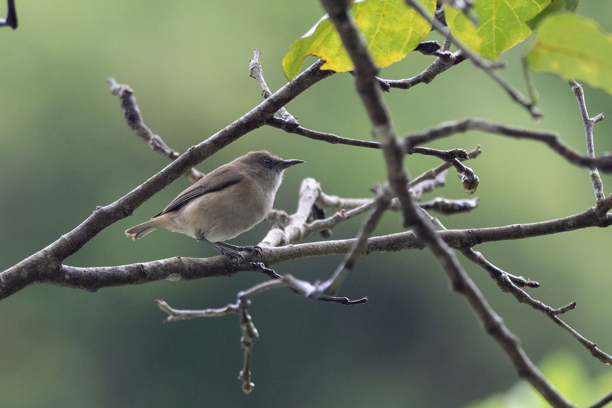 Dusky White-eye - Doug Whitman