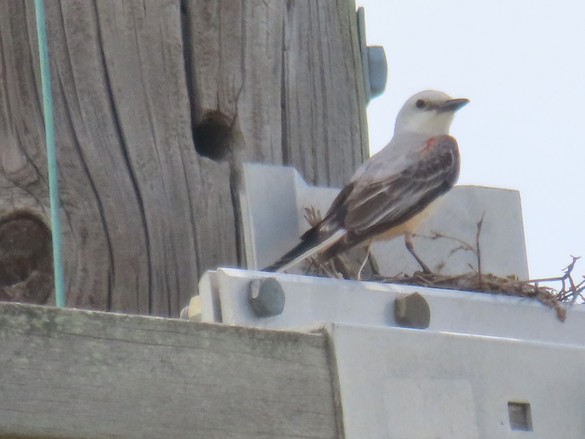 Scissor-tailed Flycatcher - ML620617598