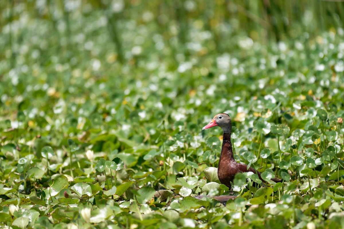 Black-bellied Whistling-Duck (fulgens) - ML620617599