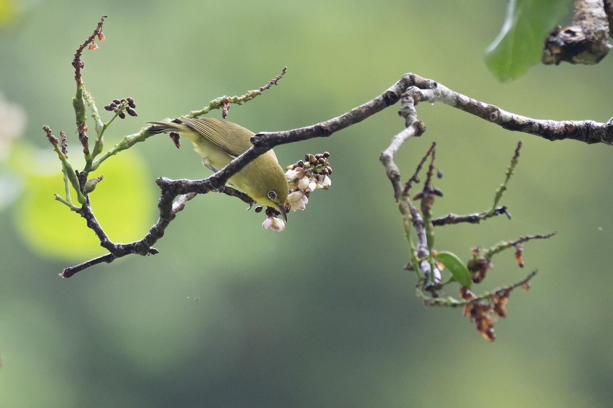 Caroline Islands White-eye - ML620617603