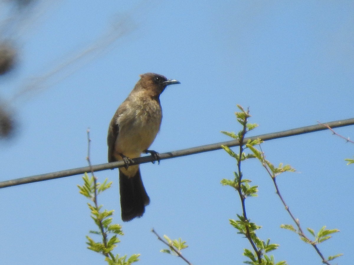 Common Bulbul - ML620617608