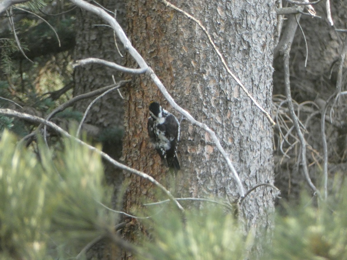 American Three-toed Woodpecker - ML620617613