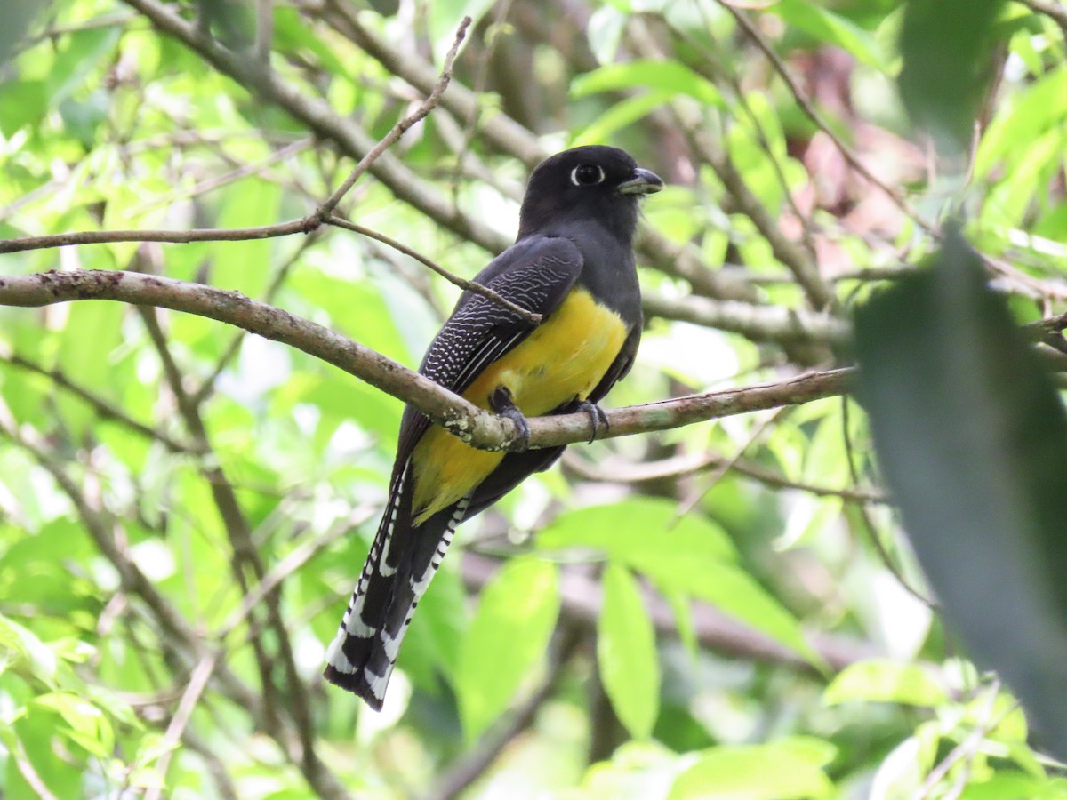 Gartered Trogon - Carlos Funes