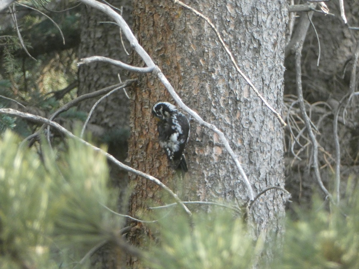 American Three-toed Woodpecker - ML620617623