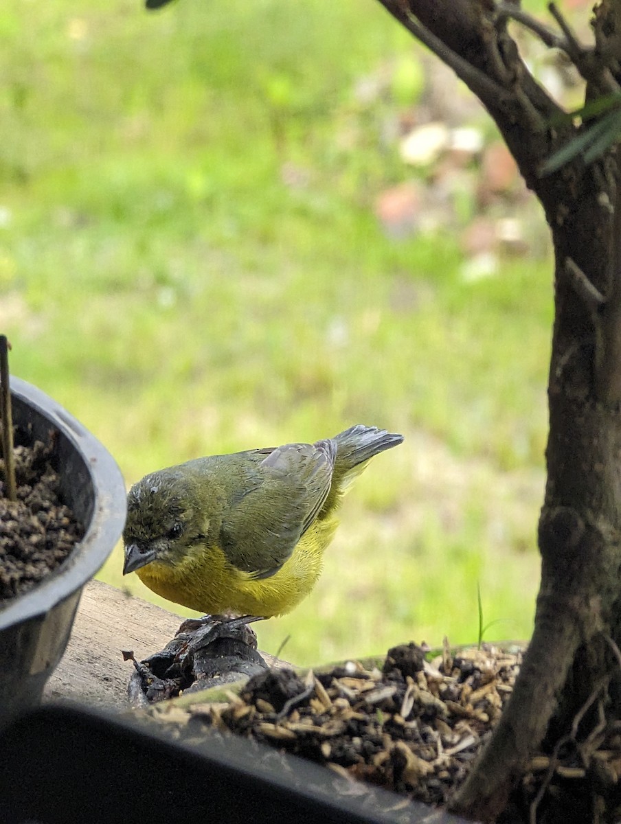 Thick-billed Euphonia - Yhovan Vargas