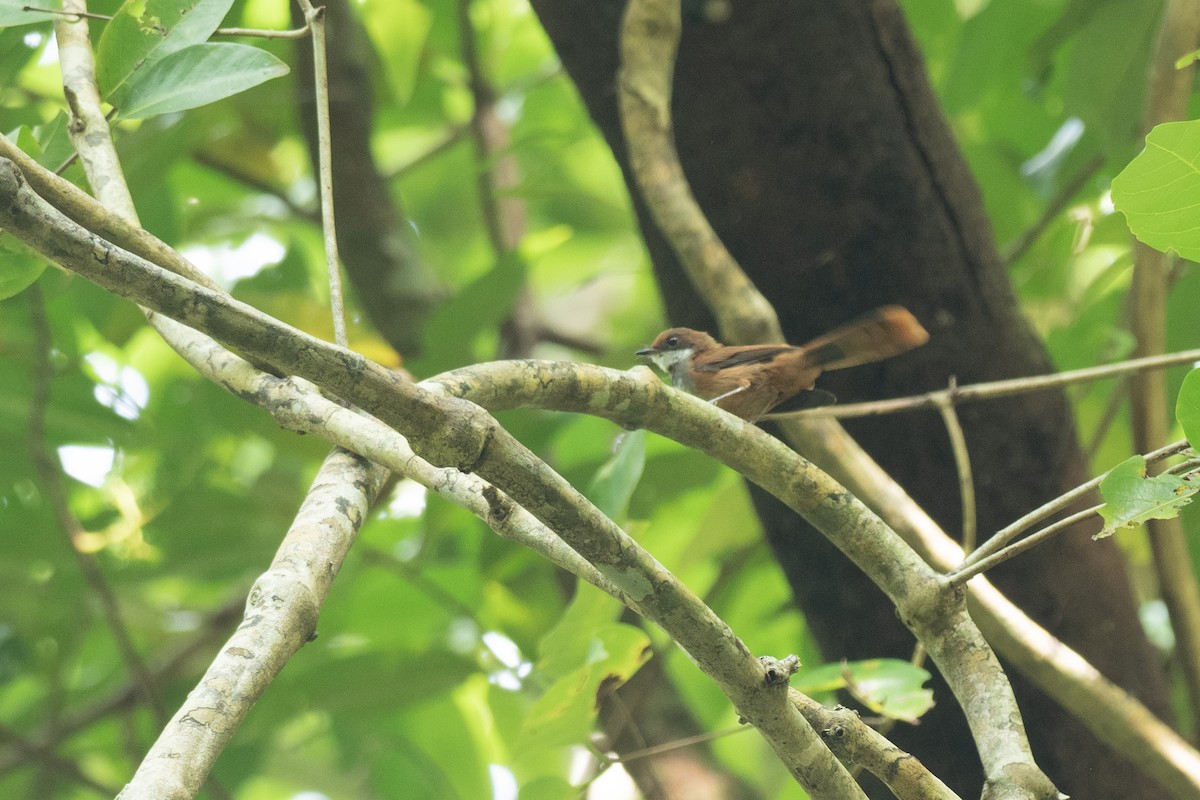 Palau Fantail - Doug Whitman