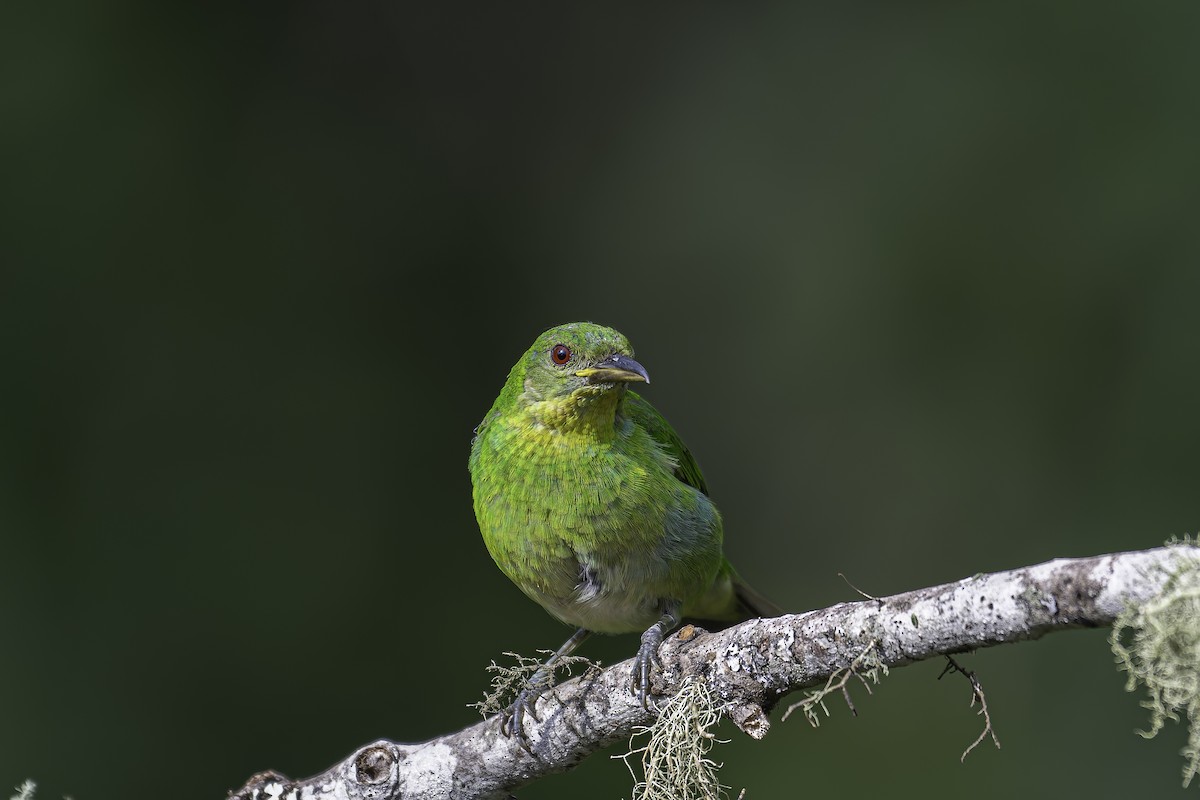 Green Honeycreeper - ML620617628