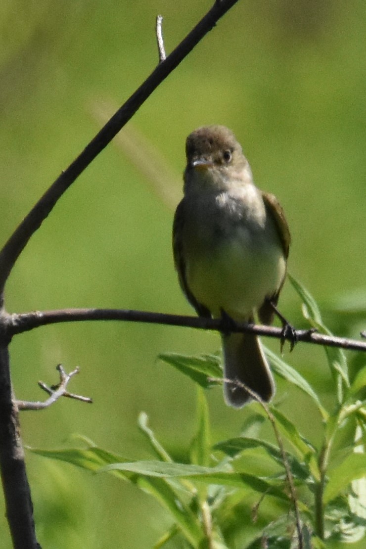 Willow Flycatcher - ML620617631