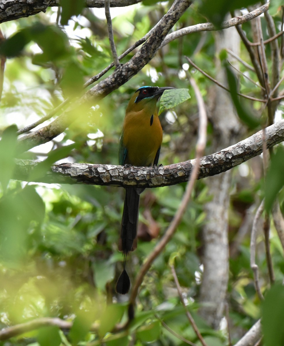 Lesson's Motmot - ML620617634