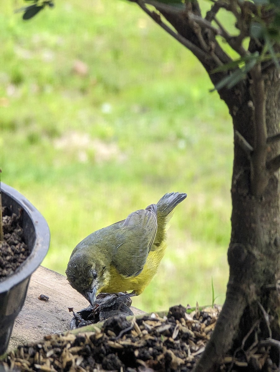 Thick-billed Euphonia - ML620617635