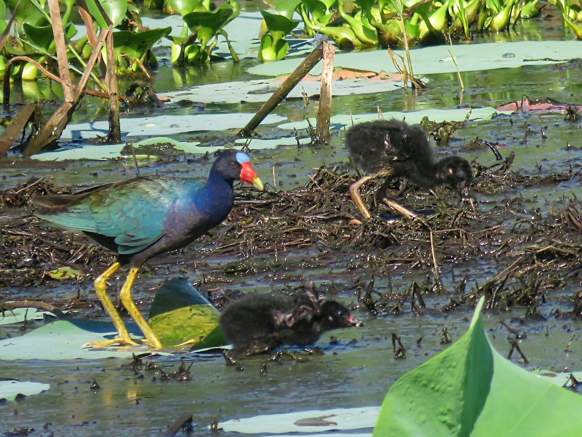 Purple Gallinule - ML620617646