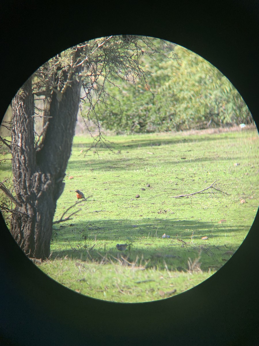Long-tailed Meadowlark - ML620617647