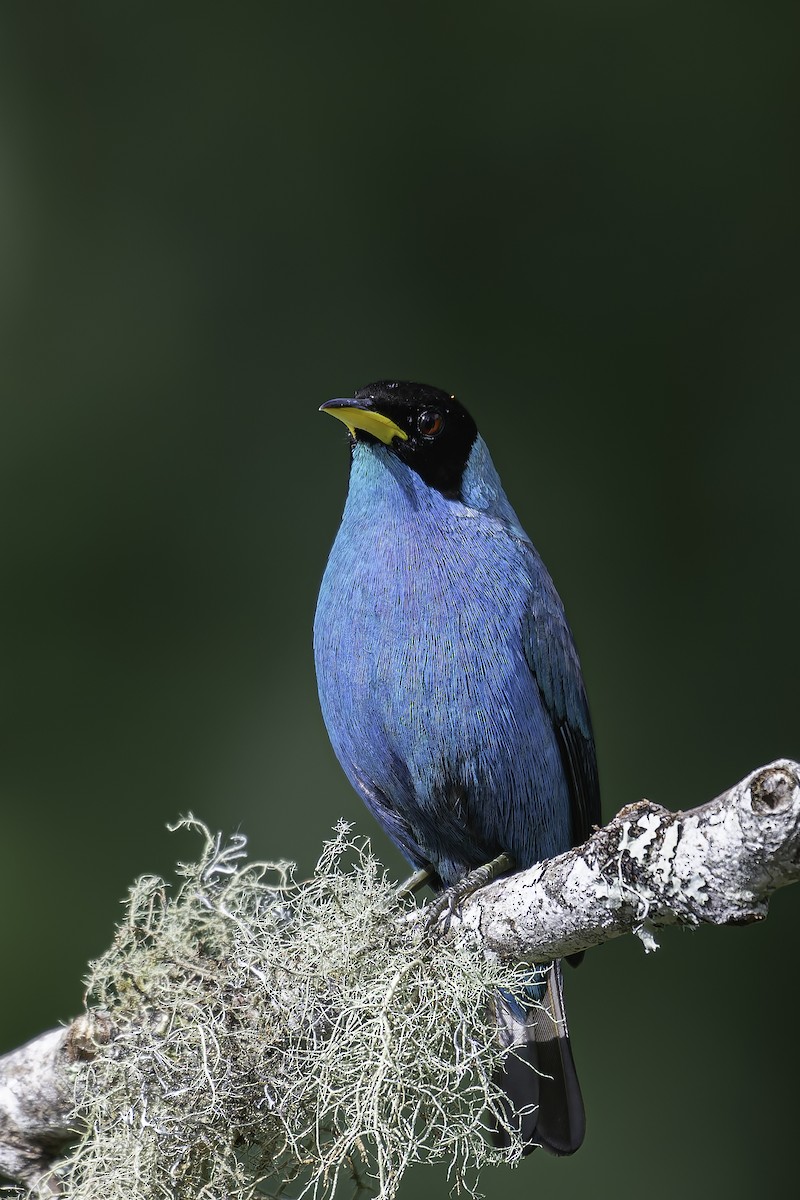 Green Honeycreeper - ML620617656