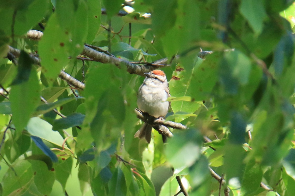 Chipping Sparrow - ML620617658