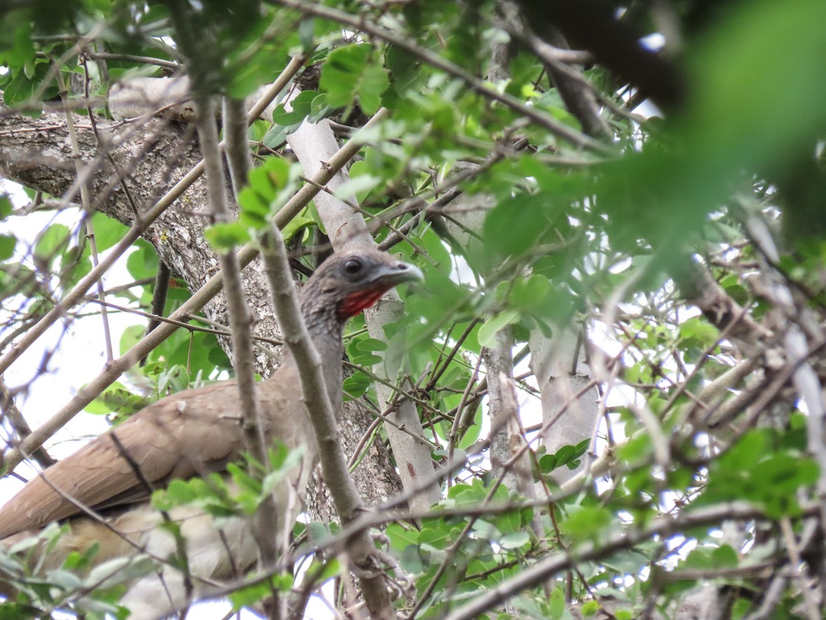 White-bellied Chachalaca - ML620617663