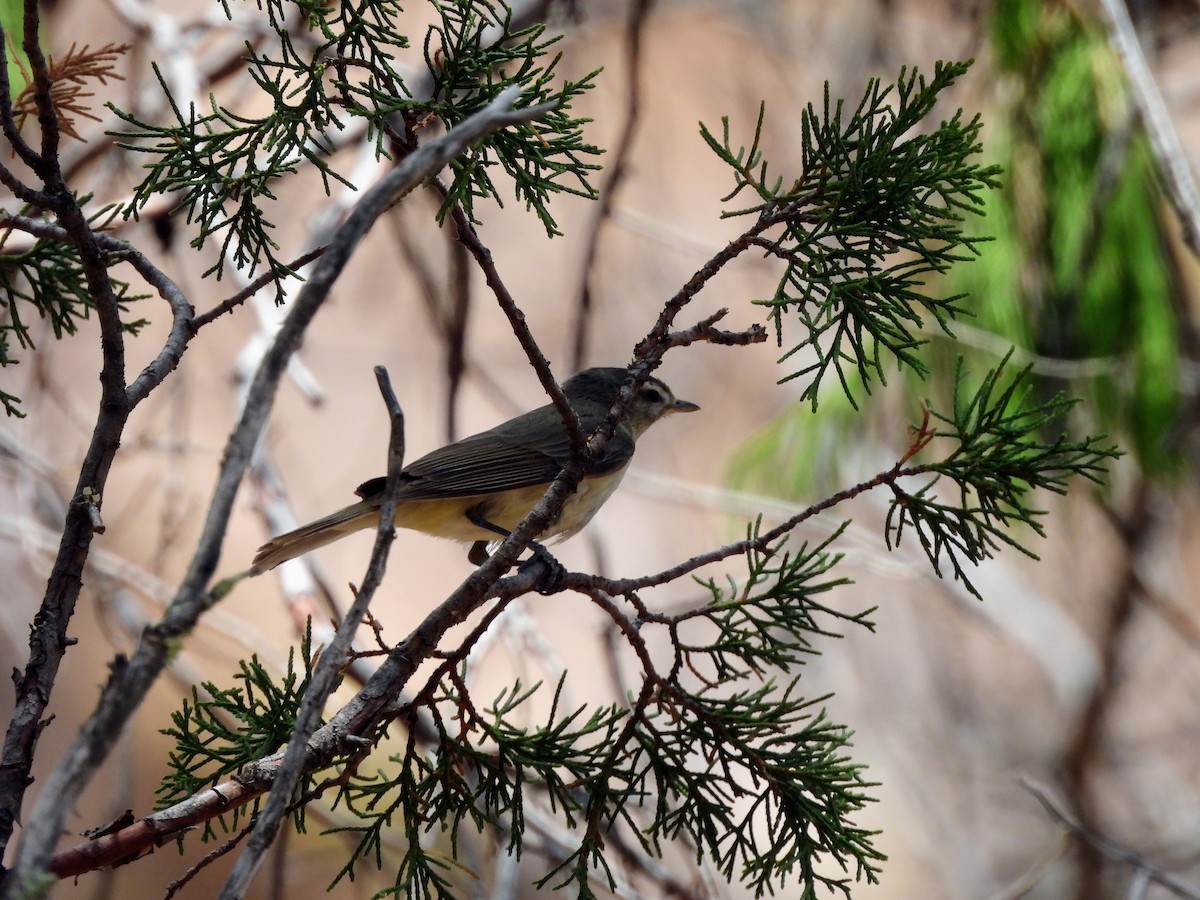 Warbling Vireo - ML620617665