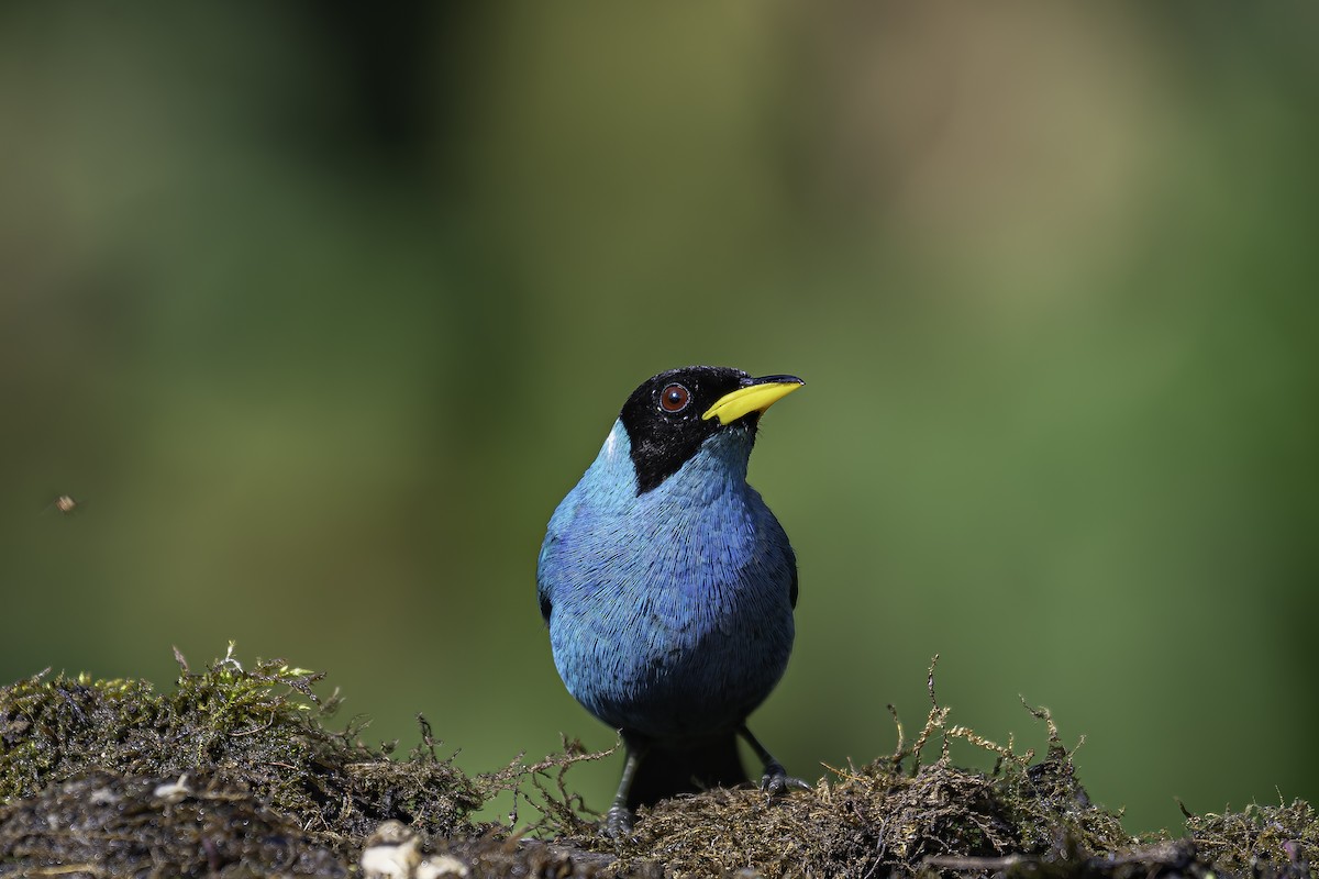 Green Honeycreeper - ML620617670