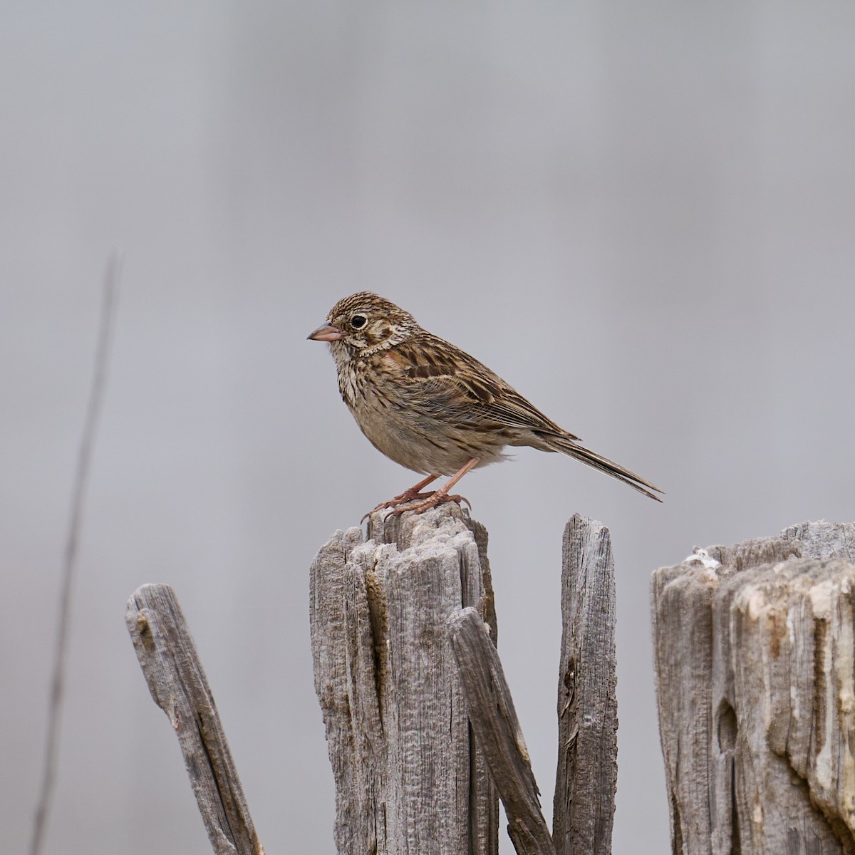 Vesper Sparrow - ML620617671