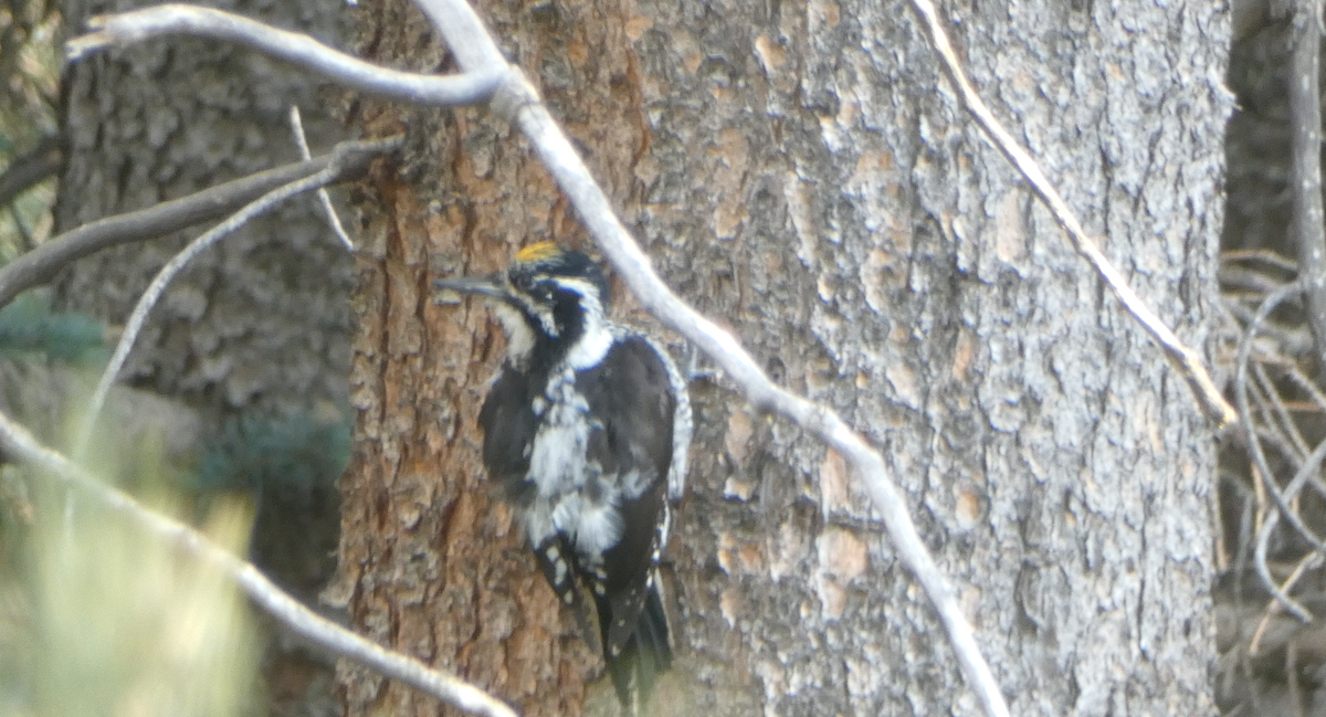 American Three-toed Woodpecker - ML620617674