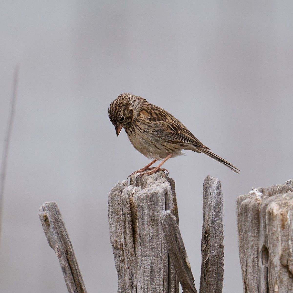 Vesper Sparrow - ML620617675