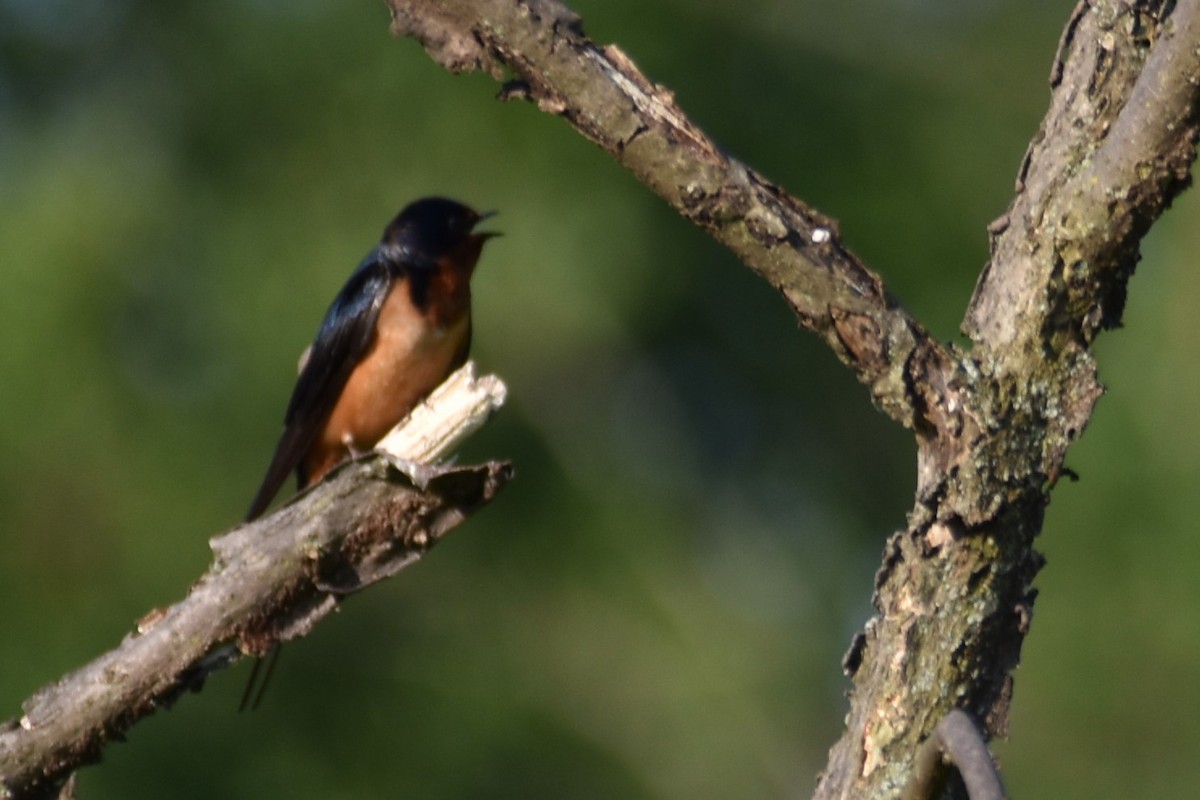 Barn Swallow - Susan Jones