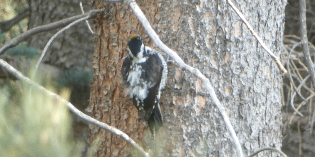 American Three-toed Woodpecker - ML620617680