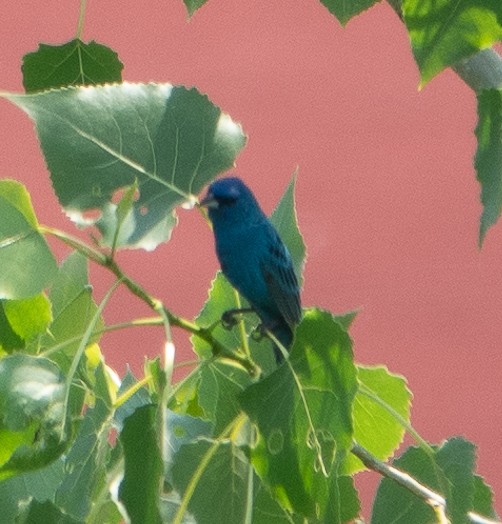 Indigo Bunting - ML620617686