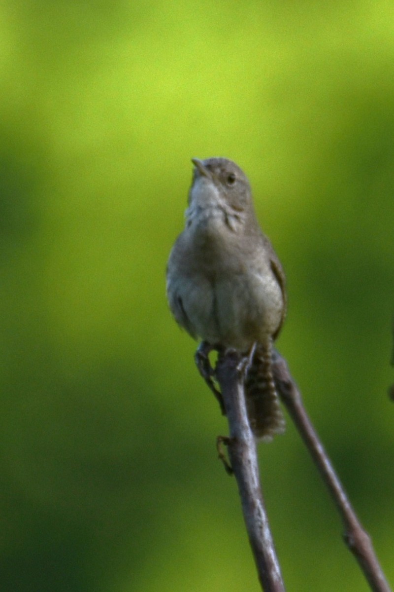 House Wren - ML620617692