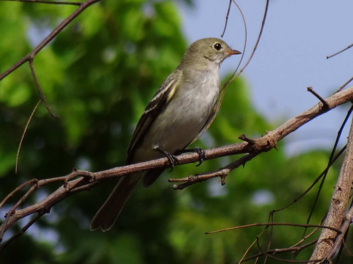 Small-billed Elaenia - ML620617694