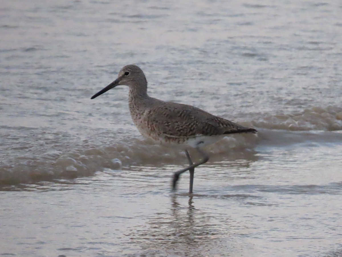 Willet - ML620617696