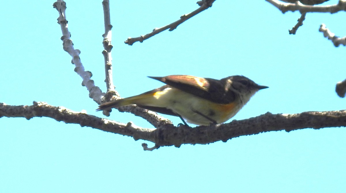 American Redstart - ML620617697