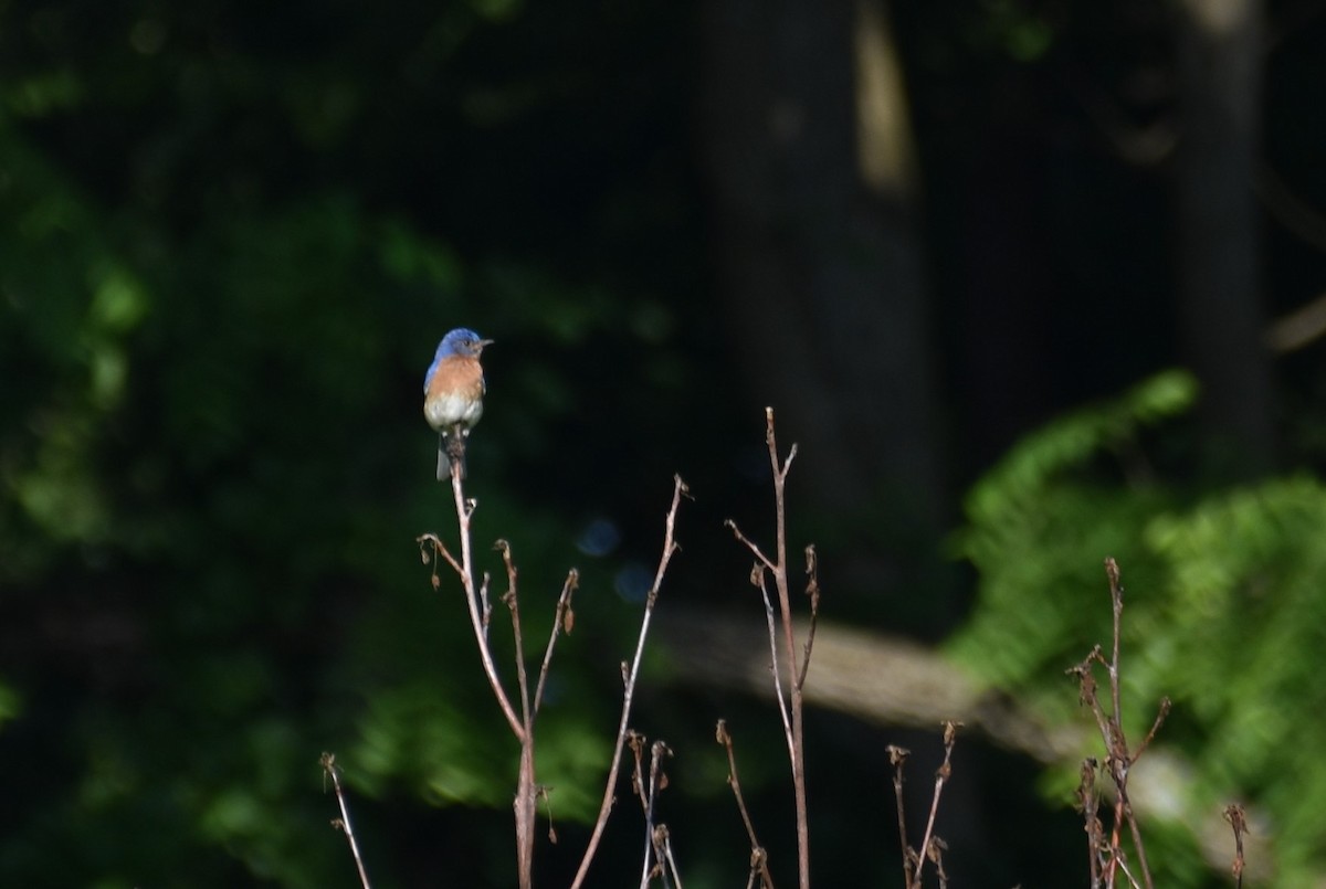 Eastern Bluebird - ML620617698