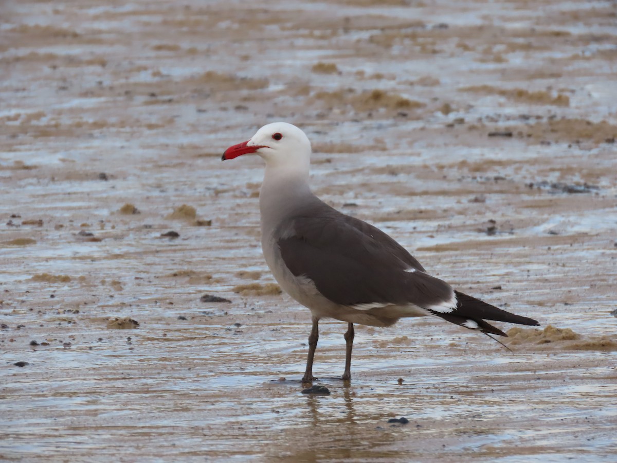 Heermann's Gull - ML620617702