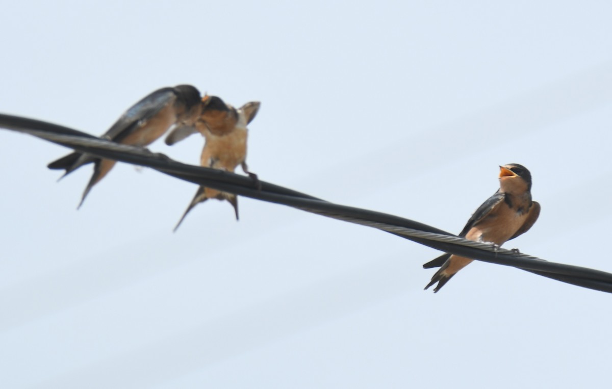 Barn Swallow - ML620617705