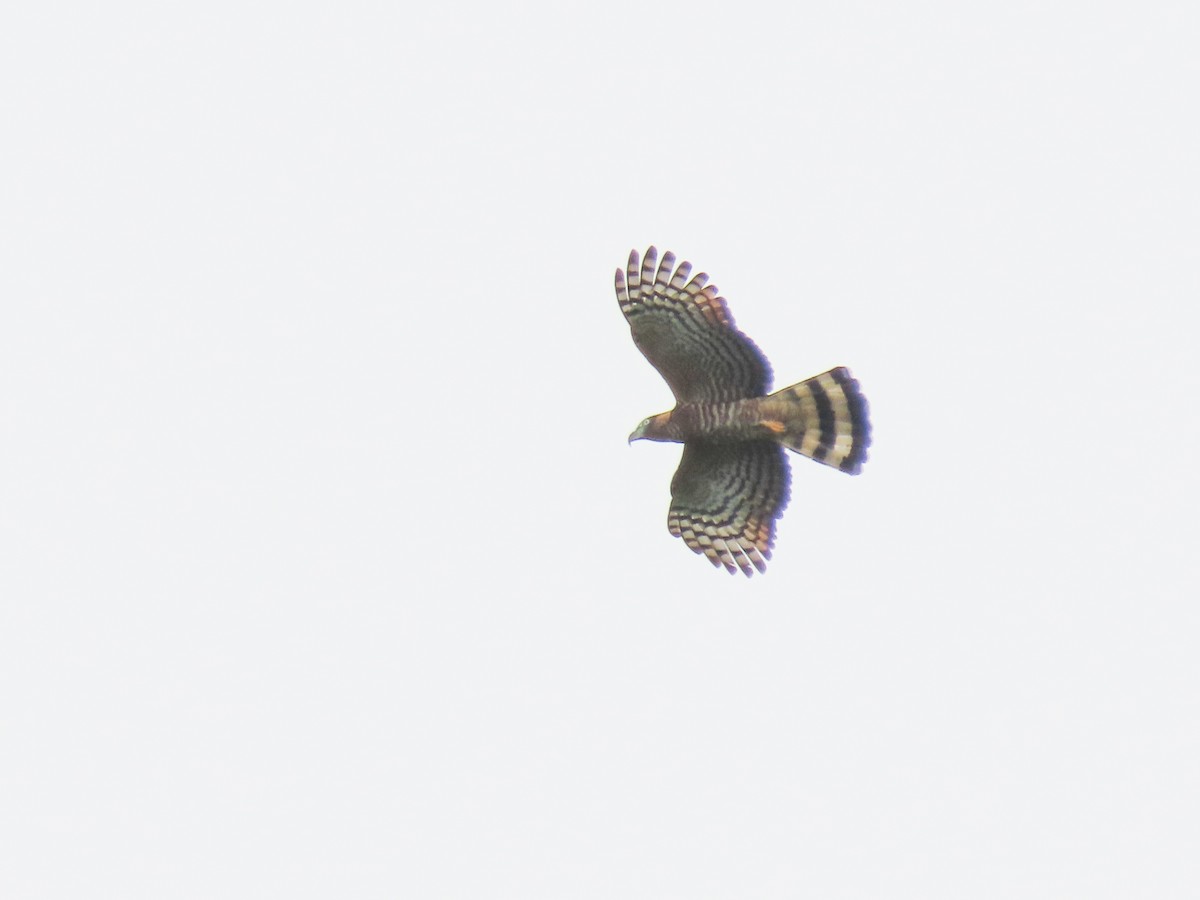 Hook-billed Kite - ML620617709