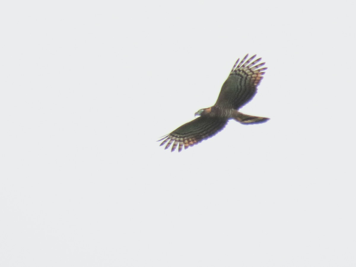 Hook-billed Kite - ML620617710