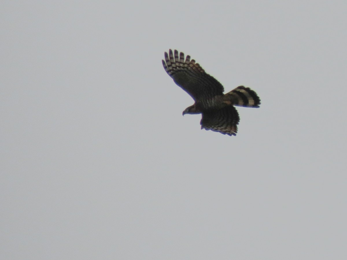 Hook-billed Kite - ML620617711