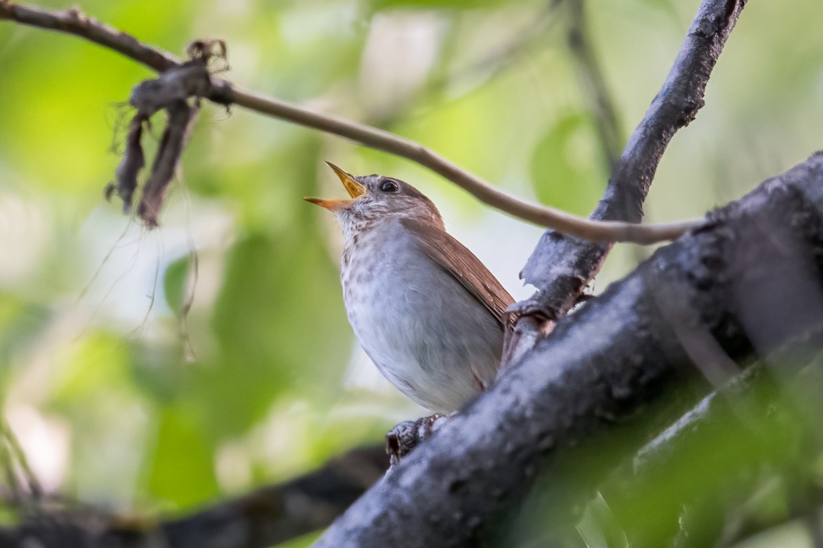 Veery - ML620617713