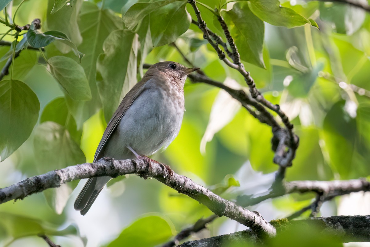 Veery - ML620617714