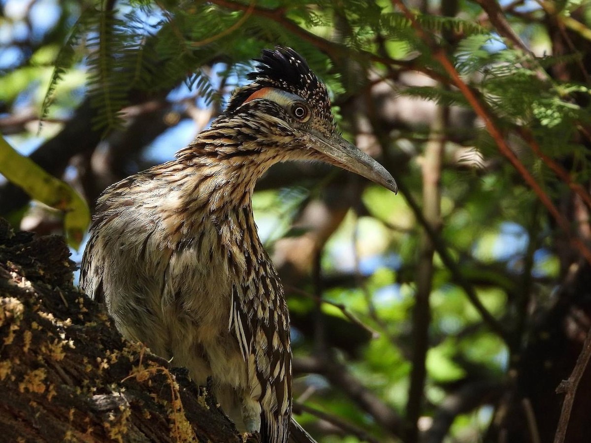 Greater Roadrunner - ML620617716