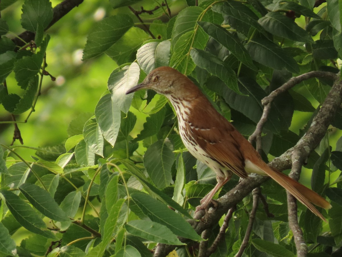 Brown Thrasher - ML620617722