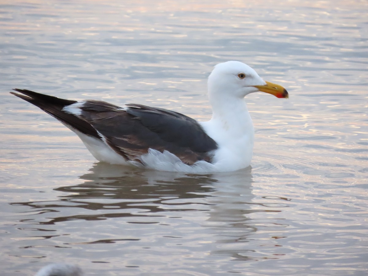 Yellow-footed Gull - ML620617724