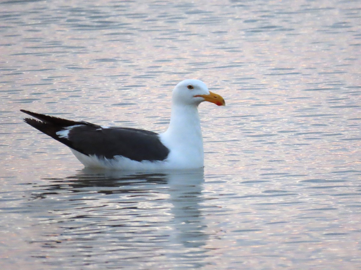 Yellow-footed Gull - ML620617725