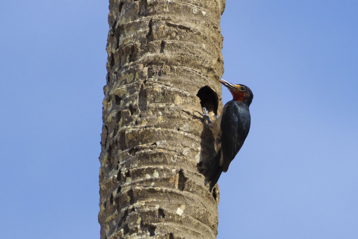 Puerto Rican Woodpecker - ML620617729