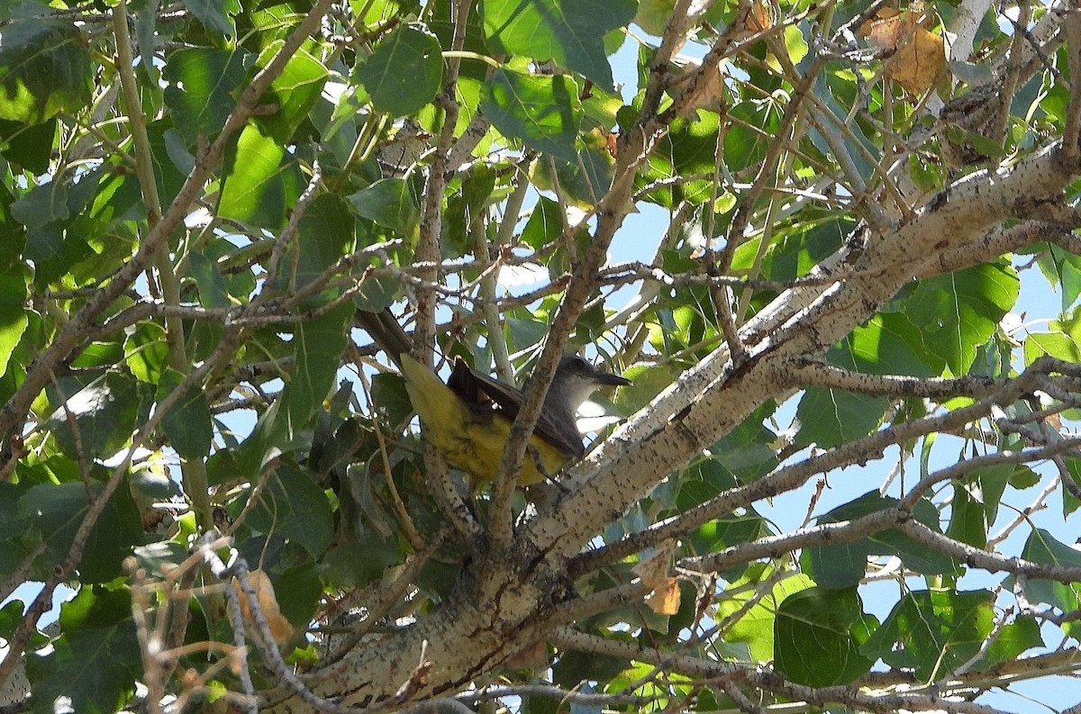 Tropical Kingbird - ML620617732